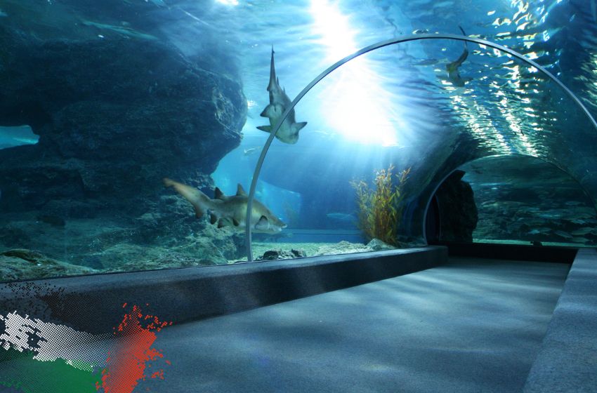  Comment organiser une visite de l’aquarium de Dubai